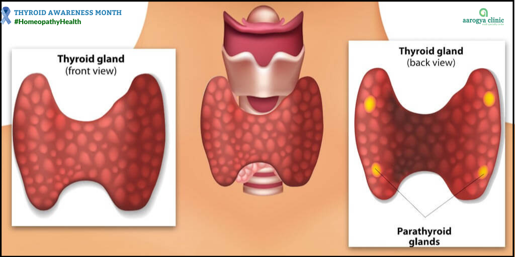 Homeopathy For Thyroid Disorders In India | Homeopathy Clinic In Vellore